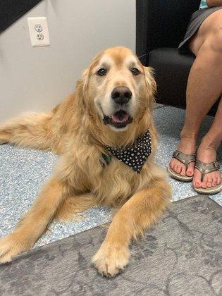 Fairfax Veterinary Hospital