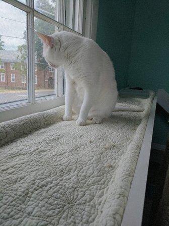 Humane Society of Fairfax County