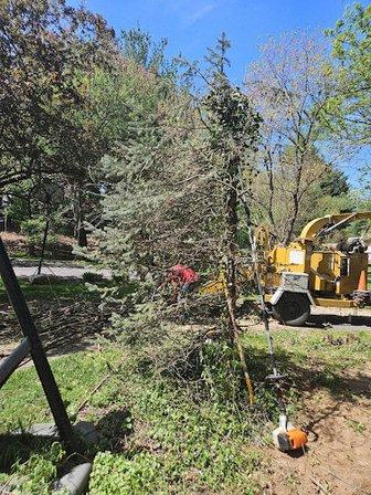 Tree Services and More