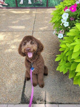 Good Dog Rocky