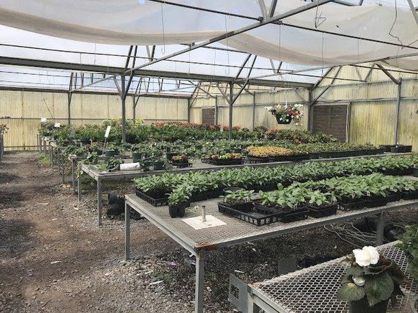 Williams Greenhouses & Nursery