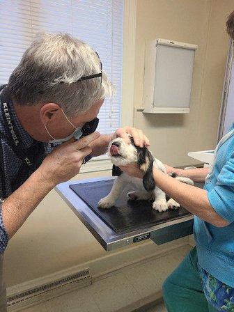 Animal Medical Center Of Warrenton