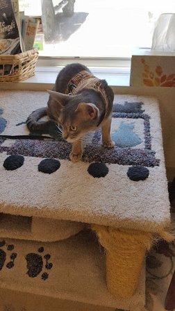 Loudoun Cat Care