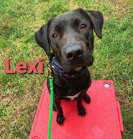 My Dog Listens LLC