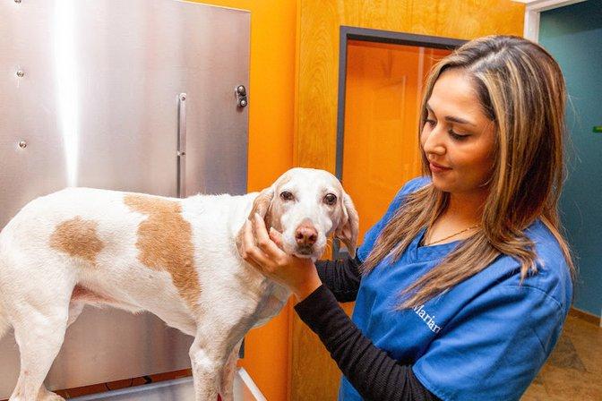 Nova Pets Health Center