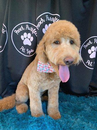 Pooch Purrfect Pet Spa LLC
