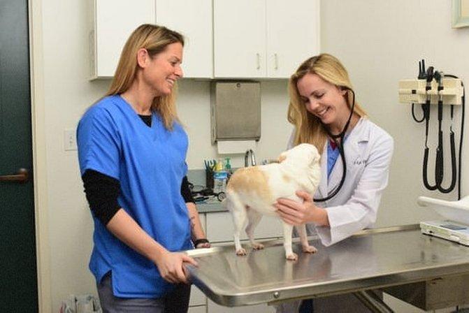 Town & Country Animal Hospital