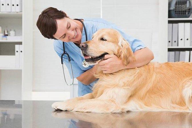 Morganna Animal Clinic & Boarding Kennel