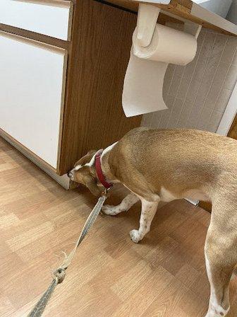 Tysons Corner Animal Hospital