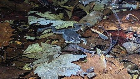 Loudoun Wildlife Conservancy