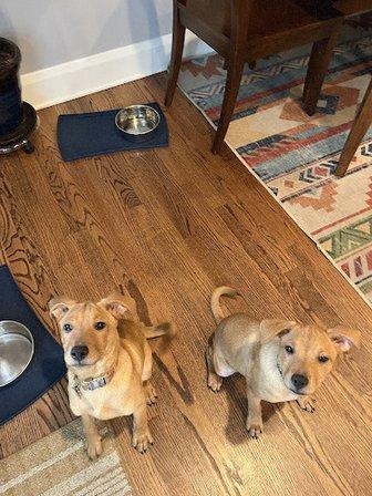 Humane Society of Northern Virginia
