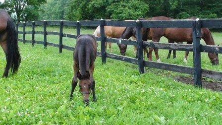 Dunthorpe Farm Equine Services, PLLC