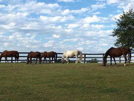 Project Horse Empowerment Center