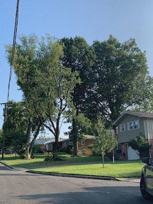 AX Tree Services LLC