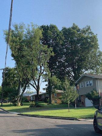 AX Tree Services LLC