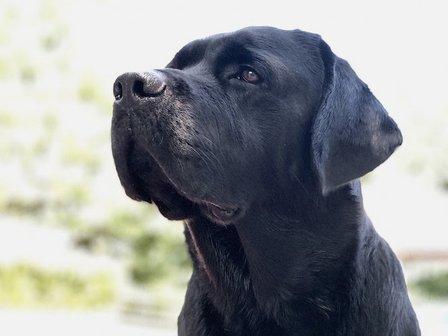 DogGone Natural