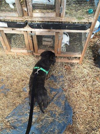 Heart & Soul Pet Sitting