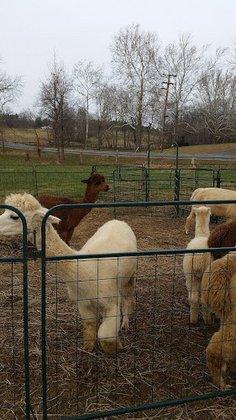 Butterfly Hill Farm Fiber