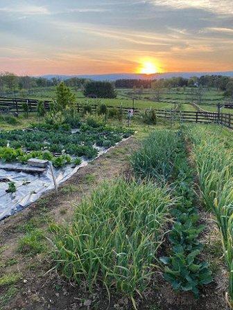 School Hill Garden and Tiny Acre Farm