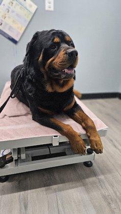 Agape Vet Clinic