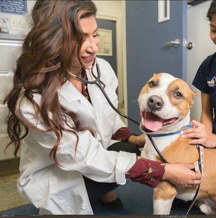 Ocean Veterinary Ophthalmology, LLC