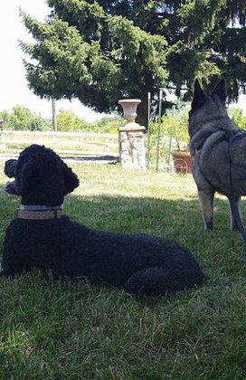 DOGTOWN Day Camp for Dogs