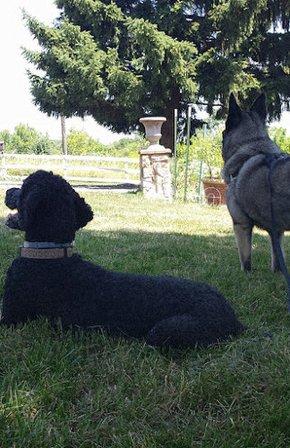 DOGTOWN Day Camp for Dogs