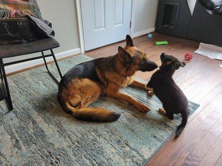 Straight Back German Shepherds in Va