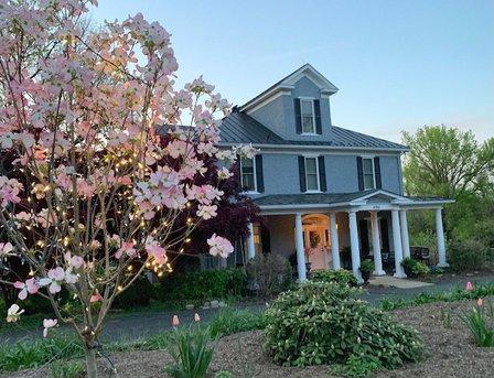 The Pink Dogwood