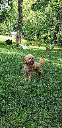 Oakton-Vienna Veterinary Hospital