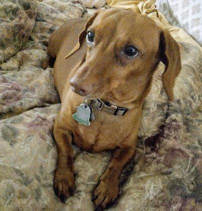 DoxiePetSitting