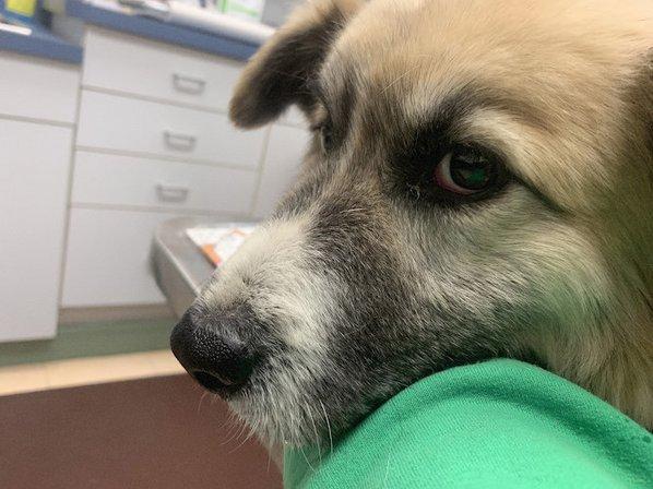 Blue Ridge Veterinary Associates