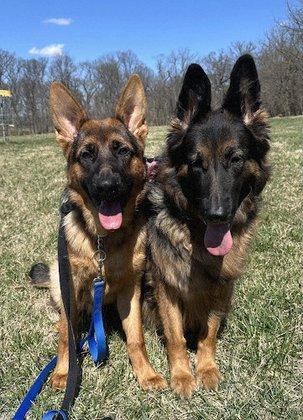 Kapital K9 German Shepherds