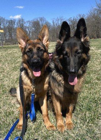 Kapital K9 German Shepherds