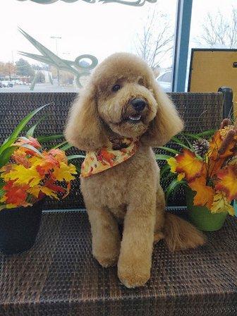 Featherle Pet Care Chantilly