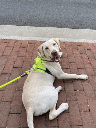 PuppyK
