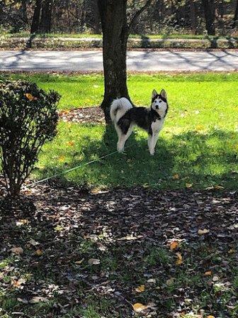 Walking Wet Noses Dog Walking & Pet Sitting