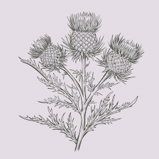 Thistle Art Therapy & Counseling
