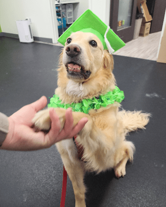 Veterinary Surgical Centers - Rehabilitation