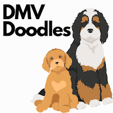 DMV Doodles