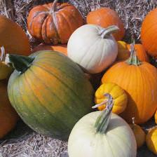 Messick's Farm Market