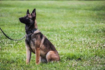 Battlefield Schutzhund Club