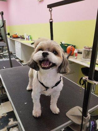 Lovely Pet Salon