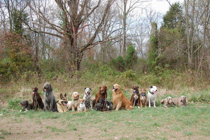 Performance Dogs