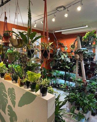 Foliage Plant Shop