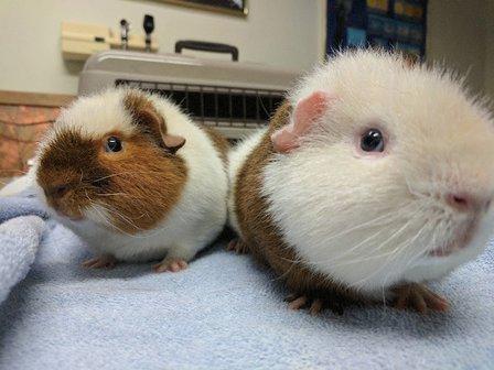 Stahl Exotic Animal Veterinary Services