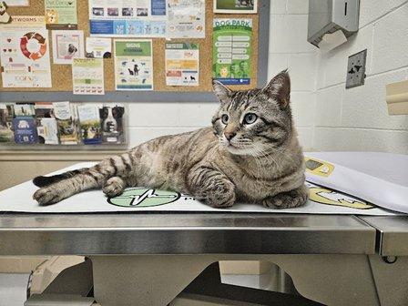 Battlefield Animal Clinic