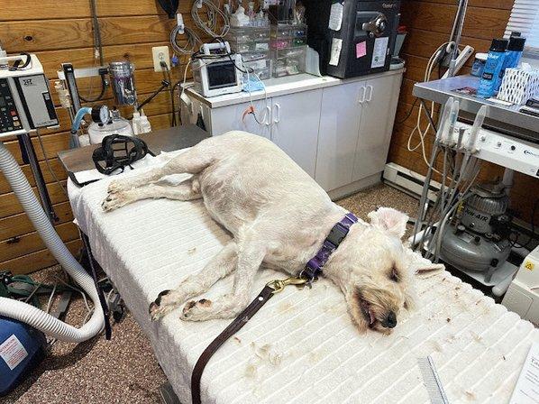 Tally Oaks Veterinary Service