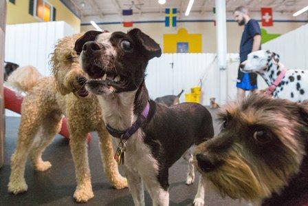 Healthy Hound Playground & Grooming