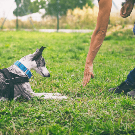 Dog University
